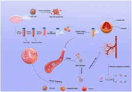 Graphical abstract: Macrophage-hitchhiked arsenic/AB bionic preparations for liver cancer