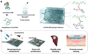 Graphical abstract: Biomimetic, self-coacervating adhesive with tough underwater adhesion for ultrafast hemostasis and infected wound healing