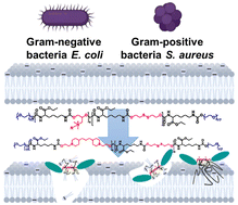 Graphical abstract: Design of biodegradable polyurethanes and post-modification with long alkyl chains via inhibiting biofilm formation and killing drug-resistant bacteria for the treatment of wound bacterial infection