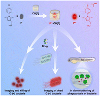 Graphical abstract: Supramolecular pyrrole radical cations for bacterial theranostics