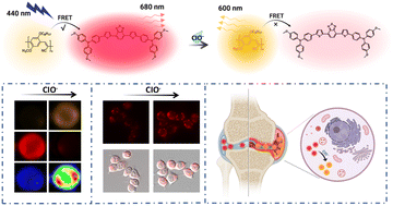 Graphical abstract: A stable ratiometric fluorescent probe for hypochlorous acid detection and rheumatoid arthritis evaluation