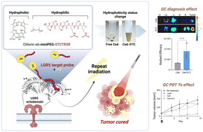 Graphical abstract: Gastric cancer specific drug delivery with hydrophilic peptide probe conjugation