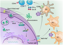 Graphical abstract: Improving combination cancer immunotherapy by manipulating dual immunomodulatory signals with enzyme-triggered, cell-penetrating peptide-mediated biomodulators