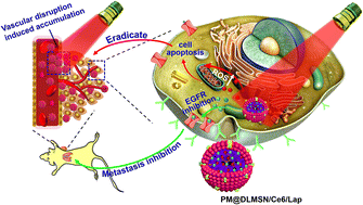 Graphical abstract: Platelet membrane-based biochemotactic-targeting nanoplatform combining PDT with EGFR inhibition therapy for the treatment of breast cancer