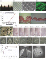 Graphical abstract: PVA-based bulk microneedles capable of high insulin loading and pH-triggered degradation for multi-responsive and sustained hypoglycemic therapy