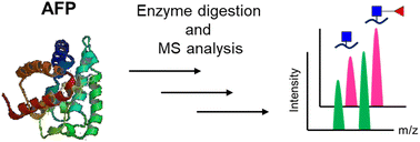 Graphical abstract: Quantitative mass spectrometric analysis of hepatocellular carcinoma biomarker alpha-fetoprotein