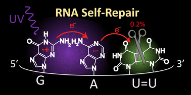 Graphical abstract: UV-driven self-repair of cyclobutane pyrimidine dimers in RNA