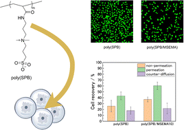 Graphical abstract: Enhancement of cryopreservation with intracellularly permeable zwitterionic polymers