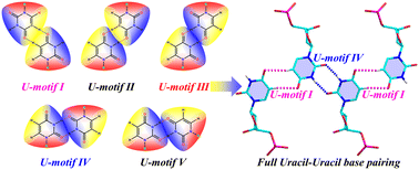 Graphical abstract: Mimic uracil–uracil base pairing: self-assembly and single crystal structure