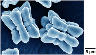 Graphical abstract: Self-organized formation of seven-rod bundle morphology for lanthanum Prussian blue analog microcrystals via a precipitation process