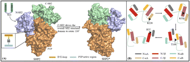 Graphical abstract: Study on the allosteric activation mechanism of SHP2 via elastic network models and neural relational inference molecular dynamics simulation