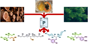 Graphical abstract: Bulky, electron-rich, renewable: analogues of Beller's phosphine for cross-couplings