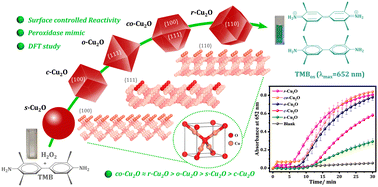 Graphical abstract: Cu2O facet controlled reactivity for peroxidase-like activity