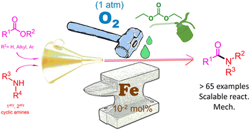 Graphical abstract: Efficient iron-catalyzed direct acylation of amines with carboxylic acids and esters under oxygenated conditions