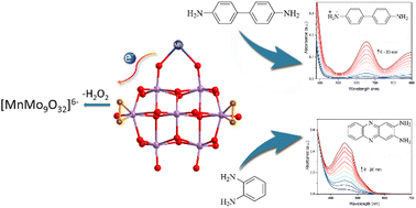 Graphical abstract: A one-dimensional chain of manganese(ii) bridged peroxomolybdate isolated from an aqueous Mn–polymolybdate–H2O2 system