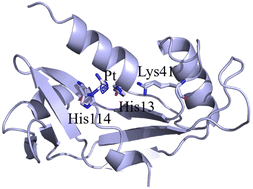 Graphical abstract: Cisplatin binding to angiogenin protein: new molecular pathways and targets for the drug's anticancer activity