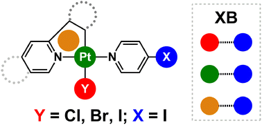 Graphical abstract: X/Y platinum(ii) complexes: some features of supramolecular assembly via halogen bonding