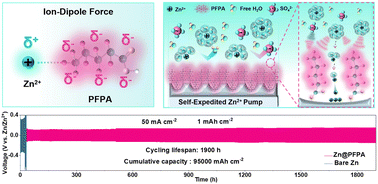 Graphical abstract: Ion–dipole interaction motivated Zn2+ pump and anion repulsion interface enable ultrahigh-rate Zn metal anodes