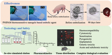 Graphical abstract: Toxicology and safety research of poly(N-isopropylacrylamide)-based thermosensitive nanogels