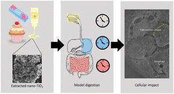 Graphical abstract: Impact of nano-titanium dioxide extracted from food products on Caco-2 cells using three-phase digestion model