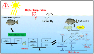 Graphical abstract: Enhanced resilience of marine fish to extreme environments by nano-ZnO exposure