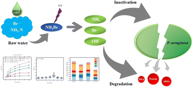 Graphical abstract: Unveiling a potential disinfection process in ultraviolet treatment of bromine-containing water: inactivation of P. aeruginosa in a UV/NH2Br system