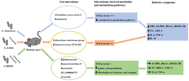 Graphical abstract: Dose-dependent effects of xylooligosaccharides on glycemic regulation with L. rhamnosus CCFM1060 in diabetic mice