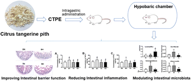 Citrus tangerine pith extract alleviates hypoxia-induced ileum damage ...