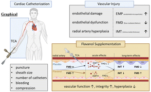 Graphical abstract: Cocoa flavanol supplementation preserves early and late radial artery function after transradial catheterization