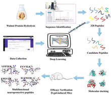 Graphical abstract: Multi-dimensional deep learning drives efficient discovery of novel neuroprotective peptides from walnut protein isolates