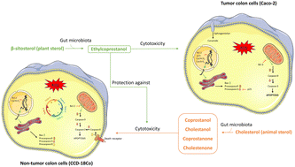 Graphical abstract: Ethylcoprostanol modulates colorectal cancer cell proliferation and mitigates cytotoxicity of cholesterol metabolites in non-tumor colon cells