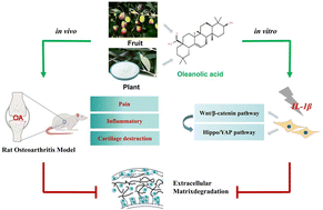 Graphical abstract: Oleanolic acid, a small-molecule natural product, inhibits ECM degeneration in osteoarthritis by regulating the Hippo/YAP and Wnt/β-catenin pathways