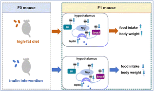 Graphical abstract: Maternal inulin alleviates high-fat diet-induced lipid disorder in offspring by epigenetically modulating hypothalamus feeding circuit-related genes