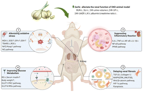 Graphical abstract: Evidential support for garlic supplements against diabetic kidney disease: a preclinical meta-analysis and systematic review