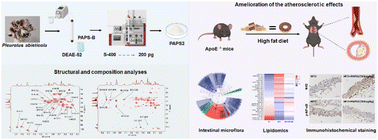 Graphical abstract: The amelioration of a purified Pleurotus abieticola polysaccharide on atherosclerosis in ApoE−/− mice