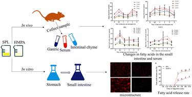 Graphical abstract: The digestion and absorption characteristics of human milk phospholipid analogs: a combination study between in vitro and in vivo