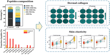 Graphical abstract: The effect of oral supplements containing collagen peptides rich in X-Hyp or X-Hyp-Gly compared with normal collagen hydrolysates on skin elasticity and collagen holes: a randomised double-blind clinical study