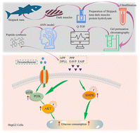 Graphical abstract: Preparation, identification, activity prediction, and protective effects on IR-HepG2 cells of five novel DPP-IV inhibitory peptides from protein hydrolysate of skipjack tuna dark muscles