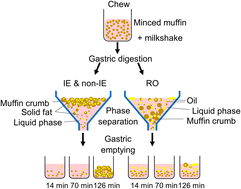 Graphical abstract: Mechanisms of interesterified fat digestibility in a muffin matrix using a dynamic gastric model