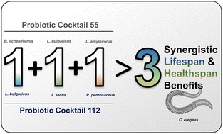 Graphical abstract: Fermented cereal-origin gerobiotic cocktails promote healthy longevity in Caenorhabditis elegans