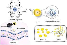 Graphical abstract: The effects of Lactobacillus reuteri microcapsules on radiation-induced brain injury by regulating the gut microenvironment