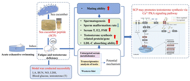 Graphical abstract: Sea cucumber peptides positively regulate sexual hormones in male mice with acute exhaustive swimming: possibly through the Ca2+/PKA signaling pathway