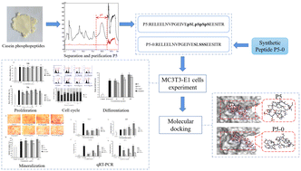 Graphical abstract: Effect of the phosphorylation structure in casein phosphopeptides on the proliferation, differentiation, and mineralization of osteoblasts and its mechanism