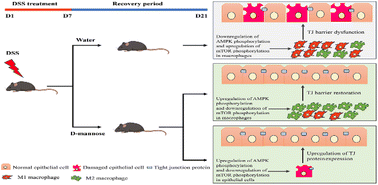 Graphical abstract: d-Mannose promotes recovery from experimental colitis by inducing AMPK phosphorylation to stimulate epithelial repair