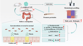 Graphical abstract: Ligilactobacillus acidipiscis YJ5 modulates the gut microbiota and produces beneficial metabolites to relieve constipation by enhancing the mucosal barrier