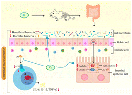 Graphical abstract: Isoquercitrin alleviates lipopolysaccharide-induced intestinal mucosal barrier damage in mice by regulating TLR4/MyD88/NF-κB signaling pathway and intestinal flora