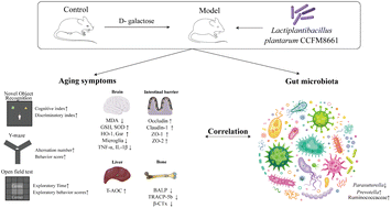 Graphical abstract: Lactiplantibacillus plantarum CCFM8661 alleviates d-galactose-induced brain aging in mice by the regulation of the gut microbiota