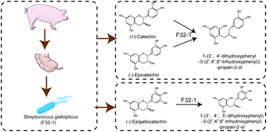 Graphical abstract: A newly isolated intestinal bacterium involved in the C-ring cleavage of flavan-3-ol monomers and the antioxidant activity of the metabolites