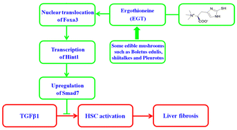 Graphical abstract: Ergothioneine suppresses hepatic stellate cell activation via promoting Foxa3-dependent potentiation of the Hint1/Smad7 cascade and improves CCl4-induced liver fibrosis in mice