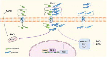 Graphical abstract: Antioxidant interaction between α-tocopherol and γ-oryzanol in HepG2 cells